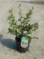 Berberis julianae   pot   30 40 cm