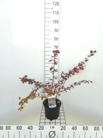 Berberis x ottawensis 'Superba'   pot   40 50 cm