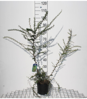 Berberis x stenophylla   pot   40 50 cm