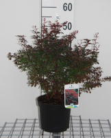 Berberis thunbergii 'Atropurpurea'   pot   30 40 cm  