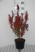 Berberis thunbergii 'Harlequin'   pot   30 40 cm