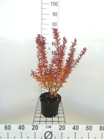 Berberis thunbergii 'Red Rocket'   pot   25 30 cm