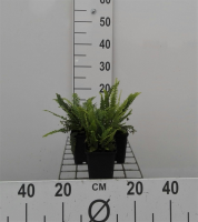 Blechnum spicant   pot 9x9 cm  