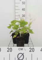 Brunnera macrophylla   pot 9x9 cm  