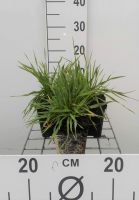 Briza media   pot 9x9 cm  