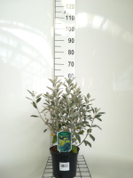Brachyglottis 'Sunshine'   pot   20 30 cm