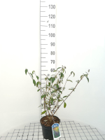 Buddleja davidii 'Empire Blue'   pot   40 60 cm  