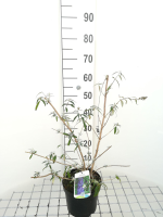 Buddleja davidii 'Nanho Blue'   pot   40 60 cm  