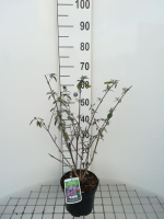 Buddleja davidii 'Pink Delight'   pot   40 60 cm  