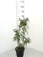 Buddleja davidii 'White Profusion'   pot   40 60 cm  