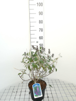 Buddleja 'Lochinch'   pot   40 60 cm  