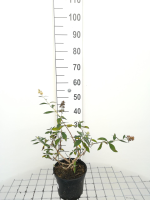 Buddleja x weyeriana 'Sungold'   pot   40 60 cm  