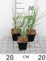 Calamagrostis x acutiflora 'Karl Foerster'   pot 9x9 cm  