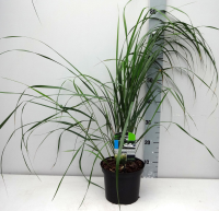Calamagrostis x acutiflora 'Karl Foerster'   pot 3L  