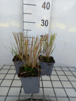Calamagrostis x acutiflora 'Overdam'   pot 9x9 cm  