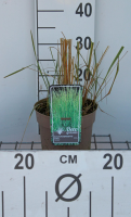 Calamagrostis x acutiflora 'Overdam'   pot 3L