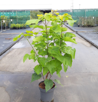 Catalpa bignonioides 'Aurea'   pot 12L   100 125 cm