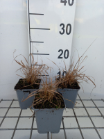 Calamagrostis brachytricha   pot 9x9 cm  