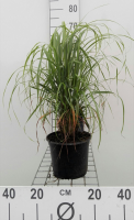 Calamagrostis brachytricha   pot 3L  