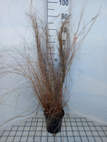 Carex buchananii   pot 3L