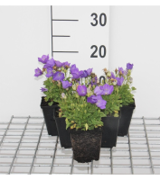 Campanula carpatica 'Blaue Clips'   Karpatenklokje   pot 9x9 cm  