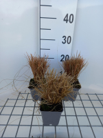 Carex comans 'Bronze Form'   pot 9x9 cm  