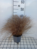 Carex comans 'Bronze Form'   pot 3L  