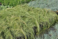 Carex comans 'Frosted Curls'   pot 3L