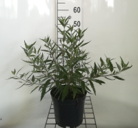 Caryopteris x clandonensis 'Heavenly Blue'   pot   40 50 cm  