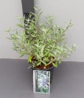 Caryopteris x clandonensis 'Lissilv' (Sterling Silver)   pot   30 40 cm  
