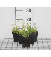 Campanula carpatica 'Weisse Clips'   pot 9x9 cm  