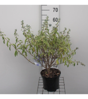 Caryopteris x clandonensis 'White Surprise'   pot   30 40 cm