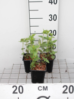 Agastache foeniculum   pot 9x9 cm (Dropplant 'Paarsbloeiend')  
