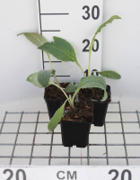 Artisjok   pot 9x9 cm (Cynara scolymus)  