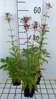 Saponaria officinalis   pot 9x9 cm (Zeepkruid 'Gewoon Zeepkruid')  