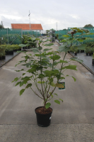 Catalpa x erubescens 'Purpurea'   pot 12L   100 125 cm