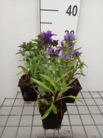Campanula glomerata 'Acaulis'   pot 9x9 cm
