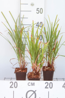 Carex grayi   pot 9x9 cm