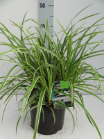 Carex morrowii 'Ice Dance'   pot 3L  
