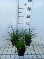 Carex morrowii 'Mosten'   pot 9x9 cm