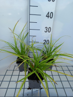 Carex morrowii   pot 9x9 cm