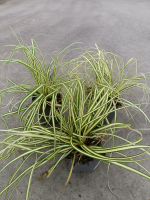 Carex oshimensis 'Evergold'   pot 9x9 cm  