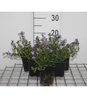 Campanula portenschlagiana   pot 9x9 cm  