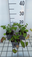 Campanula pyramidalis   pot 9x9 cm  
