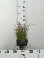 Carex testacea   pot 9x9 cm