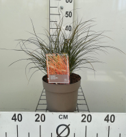Carex testacea 'Prairie Fire'   pot 3L  
