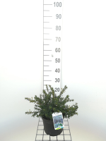 Ceanothus 'Blue Mound'   pot   25 30 cm  