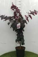 Cercis canadensis 'Forest Pansy'   pot 12L   80 100 cm