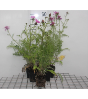 Centaurea dealbata   pot 9x9 cm  