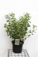 Ceanothus x delilianus 'Gloire de Versailles'   pot 10L   60 80 cm
